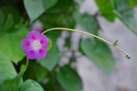 Closeup Ipomoea  ivy plant (morning glory ) purple-pink color tubular flower blossom. Closeup,isolated , outdoors.Growing , planting , gardening ,concept.