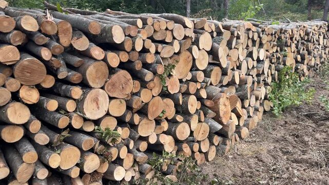 Panning across an extensive pile of harvested tree trunks and chopped wood resting on the forest floor illustrating commercial logging operations in 4K slow motion.

