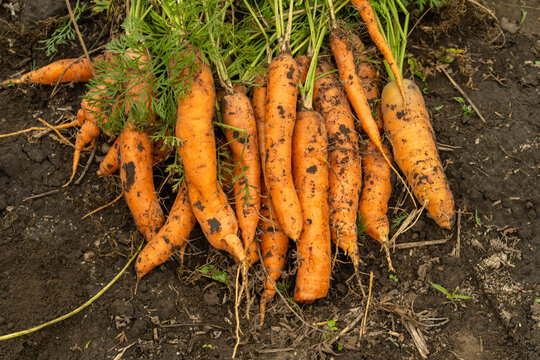 Freshly harvested carrots rest on soil, with green tops attached and dirt clinging to orange roots. Garden produce lies in loose pile, showing natural texture and earthy farm freshness.