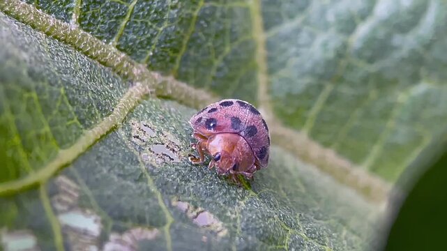 Macro close up of ladybug on green textured leaf   