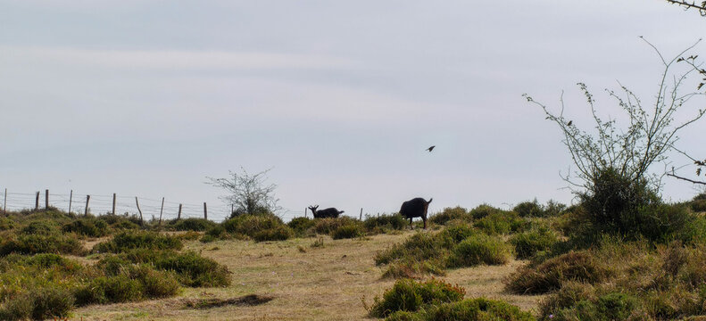 Reba&ntilde;o de cabras pastando en lo alto de la monta&ntilde;a, con una formaci&oacute;n rocosa y acantilados profundos de fondo en un entorno natural.   