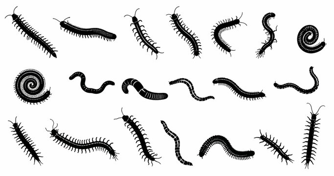 Centipede, Millipede and Worm Vector Set for Nature Illustrations