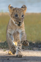 Obraz premium Lion (Panthera leo) cub playing and hanging around in the sand of the Kgalagadi Transfrontier Park in South Africa, part of the Kalahari Desert.