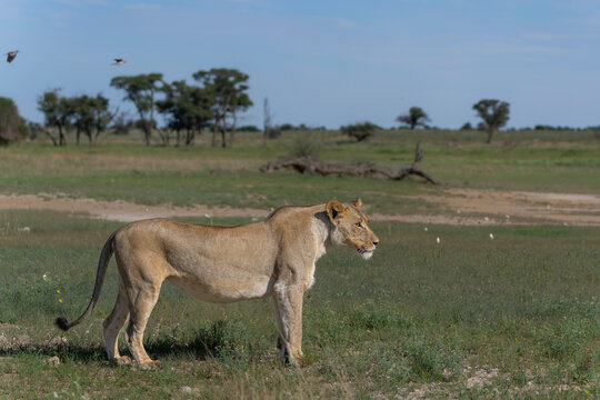 Lion (Panthera leo) hanging around in the sand of the Kgalagadi Transfrontier Park in South Africa, part of the  Kalahari Desert.
