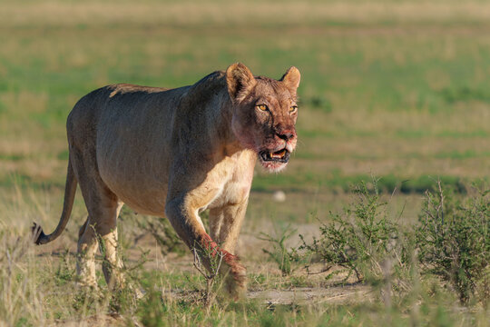 Lion (Panthera leo) hanging around in the sand of the Kgalagadi Transfrontier Park in South Africa, part of the  Kalahari Desert.
