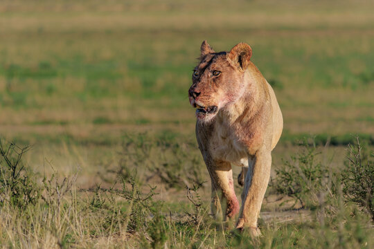 Lion (Panthera leo) hanging around in the sand of the Kgalagadi Transfrontier Park in South Africa, part of the  Kalahari Desert.