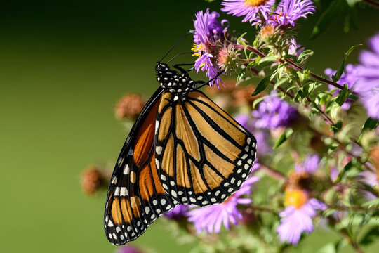 Flower of the New England Aster with a Monarch butterfly feeding. The monarch is a milkweed butterfly in the family Nymphalidae and is threatened by severe habitat loss in much of the USA. 