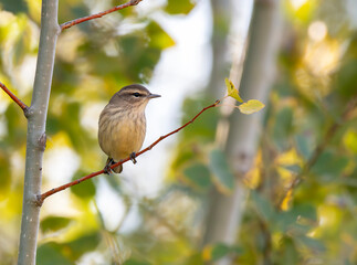 Palm Warbler in a Tree in an Autumn Forest 