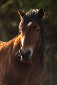 Pferd im Herbst