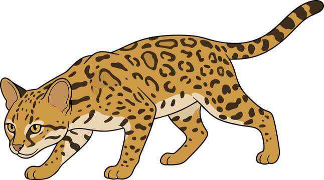 Tilcayo, Bolivia's newly discovered wild cat, prowling illustration