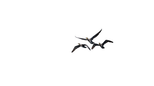 Migrating geese flying in formation across open sky, wild birds in motion, seasonal avian migration isolated PNG with Transparent Background