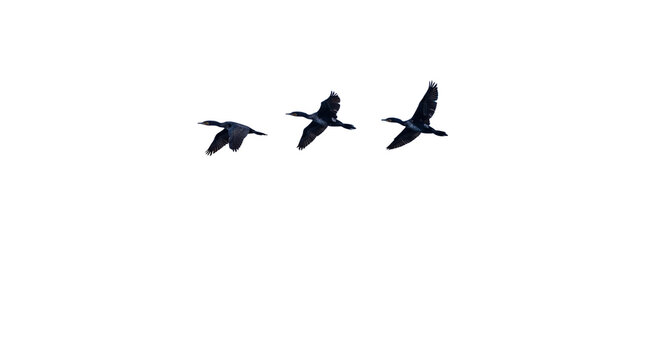 Migratory black birds flying in formation, wild cormorant flock soaring through sky, natural avian wildlife migration concept isolated PNG with Transparent Background