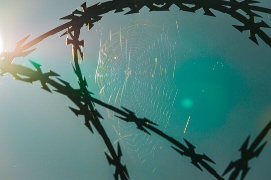 Orb weaver spider web framed by thorny branches with sunlight and turquoise bokeh in a natural outdoor close up setting