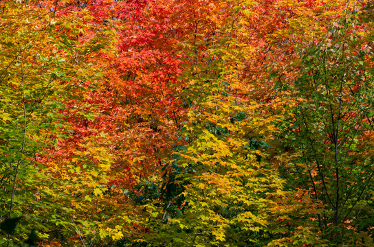 Close-up of Colorful Fall Foliage