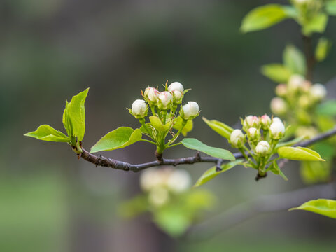 White blossoming apple trees in the sunset light. Spring season, spring colors.