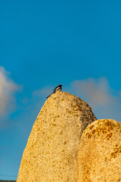 Pica pica pertenece a la familia corvidae.