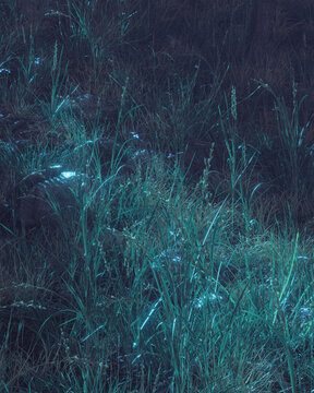 Glowing Dew Drops in Dark Grass at Night