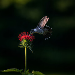 Fototapeta premium Hummingbird Hovering beside a Red Flower