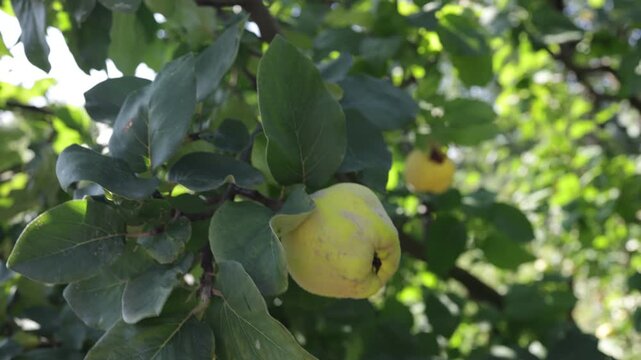 Ripe Quince Fruits Cydonia Oblonga Growing on Tree in Sunny Garden