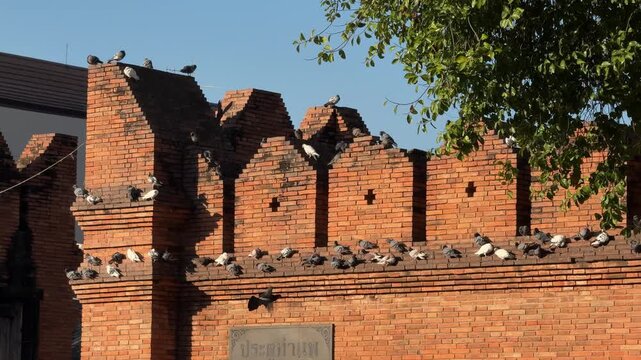 Pigeons resting on Tha Phae Gate brick wall in Chiang Mai