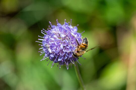 Macro shot of a devils bit scabious (succisa pratensis) flower being pollinated by a drone fly