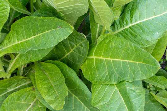 Young tobacco plant Nicotiana tabacum with green leaves in agricultural garden,  commercial tobacco cultivation, sigar industry