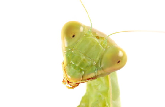 European praying mantis (Mantis religiosa) head close up portrait, isolated on white background