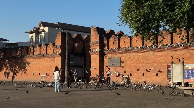 Flock of pigeons and tourists at Tha Phae Gate in Chiang Mai