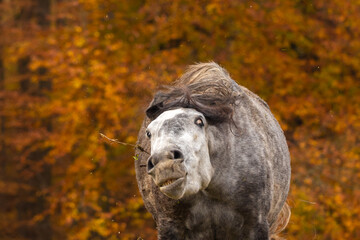 Pferd im Herbst © Nadine Haase