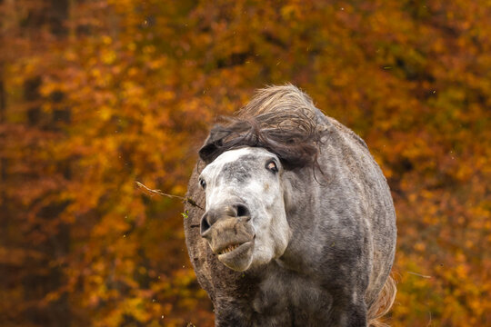 Pferd im Herbst