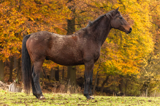 Pferd im Herbst
