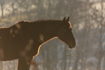 Pferd im Herbst © Nadine Haase