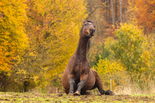 Pferd im Herbst