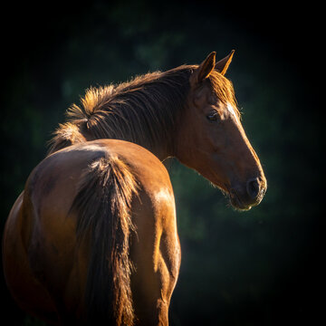 Pferd im Herbst