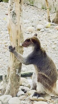 Doria's tree-kangaroo holding a wooden post while standing on rocky ground in a zoo. Endemic Papuan marsupial video clip for nature documentary, environmental conservation, and vertical stock footage.