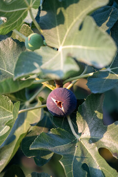Ripe purple fig hanging among large green fig leaves on the tree