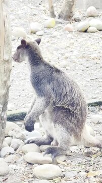 Doria's tree-kangaroo standing on rocky ground in a zoo sanctuary. Endemic Papuan marsupial wildlife clip for nature documentary, environmental conservation, and vertical stock video footage asset.