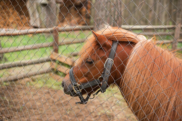 Portrait of ginger pony with the beautiful mane behind a metal mesh fence in petting zoo enclosure during a summer day. © GALINA