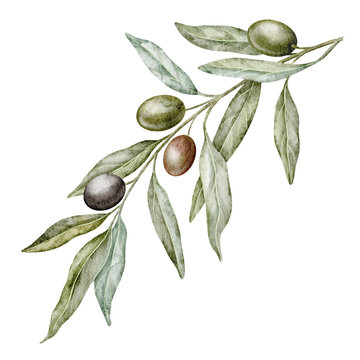 Olive branch watercolor illustration with green and black Fruits isolated on background. Botanical Mediterranean element for natural product labels, packaging and organic branding.