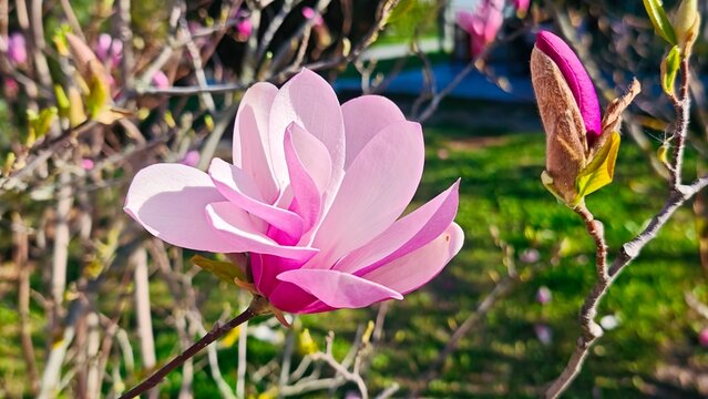 Pink Magnolia Blossom on Branch in Spring Garden Natural Floral Beauty