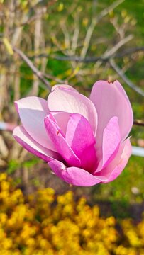 Pink Magnolia Blossom on Branch in Spring Garden Natural Floral Beauty
