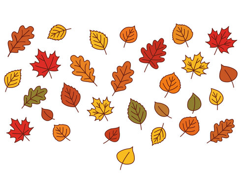 Different types of autumn leaves on a white background, vector