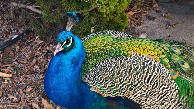 Colorful peacock standing in garden displaying vibrant iridescent plumage