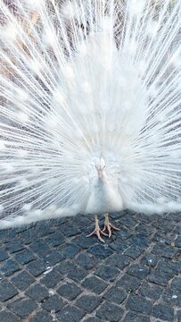 White Peacock Displaying Magnificent Tail Feathers in Scenic Park Landscape
