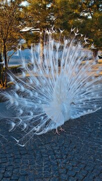 White Peacock Displaying Magnificent Tail Feathers in Scenic Park Landscape