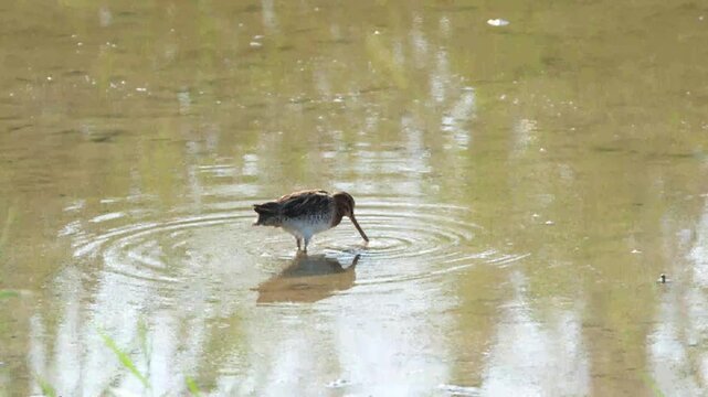 A common snipe (Gallinago gallinago) foraging for food in a lagoon.