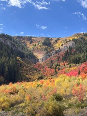 wood camp hollow in Logan Canyon in Cache National Forest © All Creatures Media