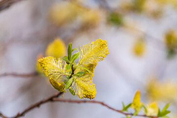 Nature awakes in spring. Blooming willow twigs and furry willow-catkins, so called seals or cats. Holly willow, Salix caprea © Dmitrii Potashkin