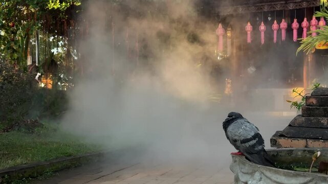Pigeon perched on stone basin with smoke in Chiang Mai