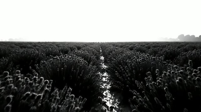 Monochrome lavender field with central path